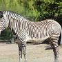 Grevy-zebra. 