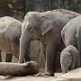 Een prachtige kudde olifanten met meerdere jongen.