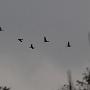 In de vroege ochtend vlogen er kraanvogels over de camper heen.