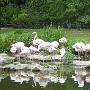 Altijd een mooi gezicht, zo'n groep flamingo's. 