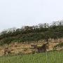 Ook in Luxemburg wordt er veel Moezelwijn verbouwd. 